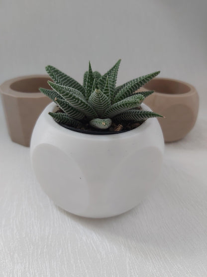 3D printed succulent pots, vases, cactus pots modern planter - Wifestyle Products